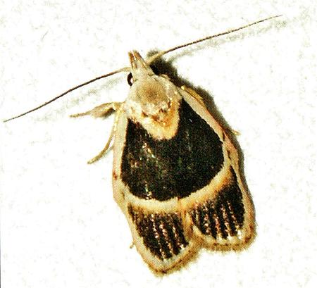Callimima daedalma
