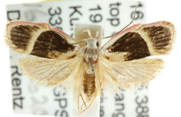 Callimima daedalma
