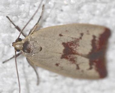 Ageletha elaeodes