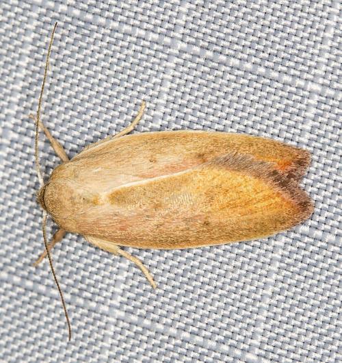 Wingia eonephella