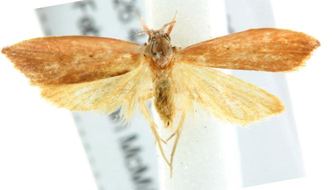 Wingia eonephella