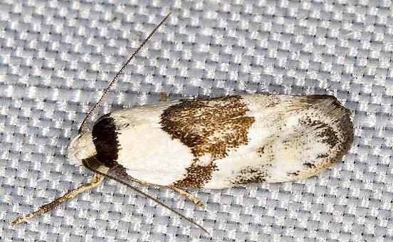 Euphiltra epilecta