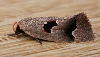 Acanthodela erythrosema