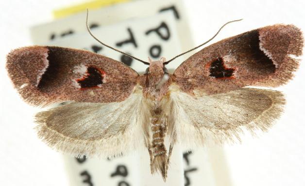Acanthodela erythrosema