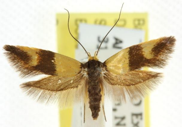 Antipterna euanthes