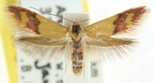 Hemibela gnomica