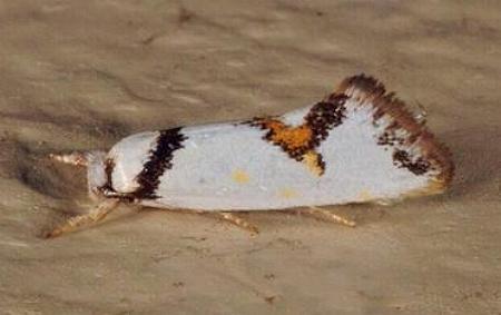 Lepidotarsa habrodelta
