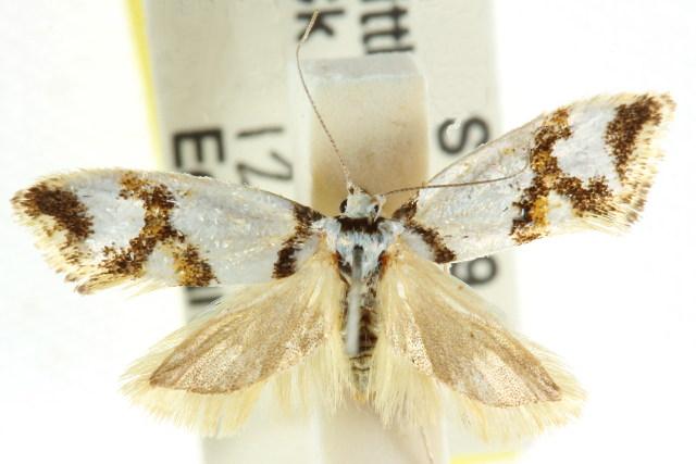 Lepidotarsa habrodelta