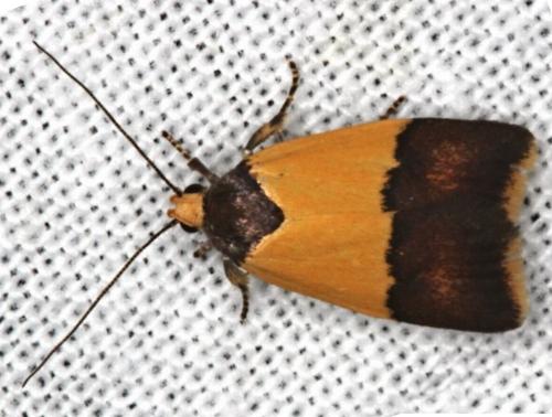 Hemibela hemicalypta