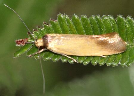 Phauloplana illuta