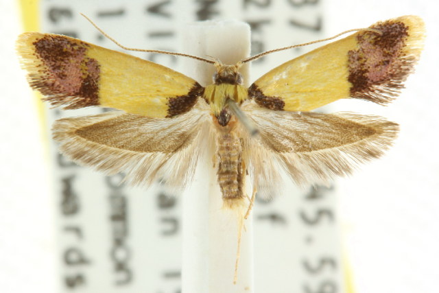 Crepidosceles iostephana