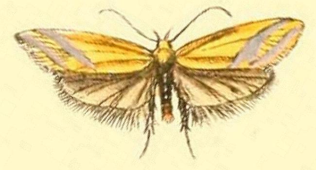 Coeranica isabella