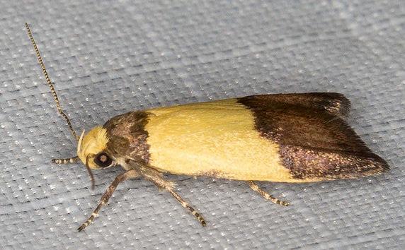 Heteroteucha kershawi