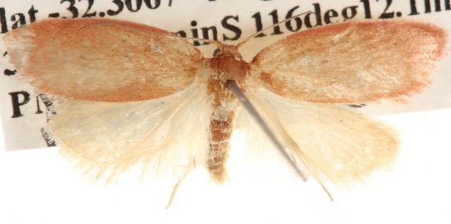Garrha leucerythra
