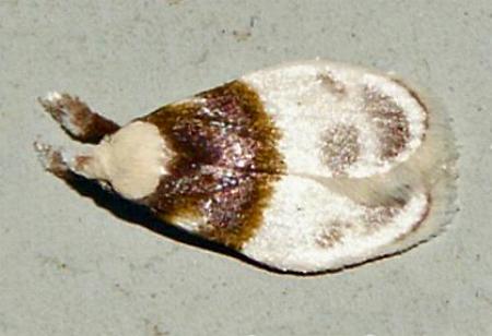 Callimima lophoptera