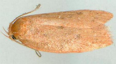 Garrha mitescens
