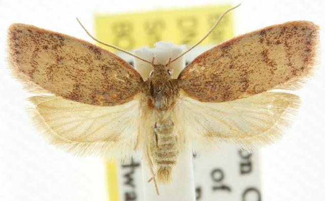 Garrha mitescens