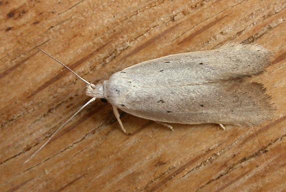 Thalerotricha mylicella