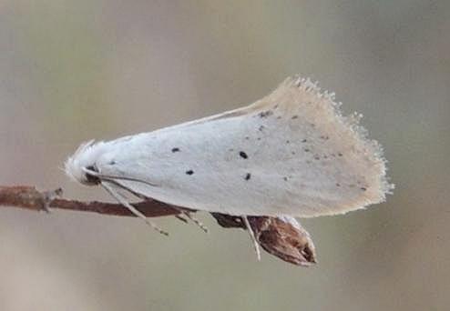 Thalerotricha mylicella