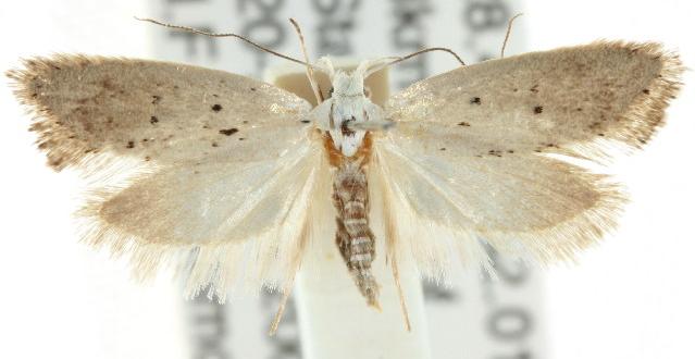 Thalerotricha mylicella