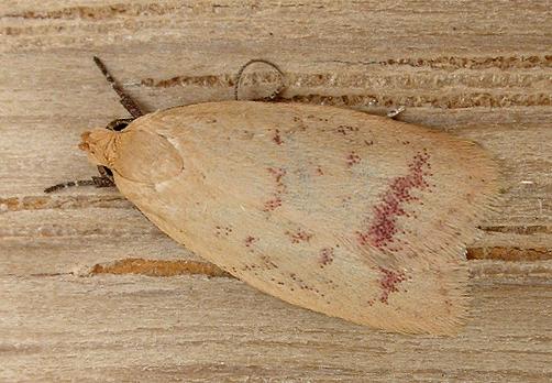 Heteroteucha occidua
