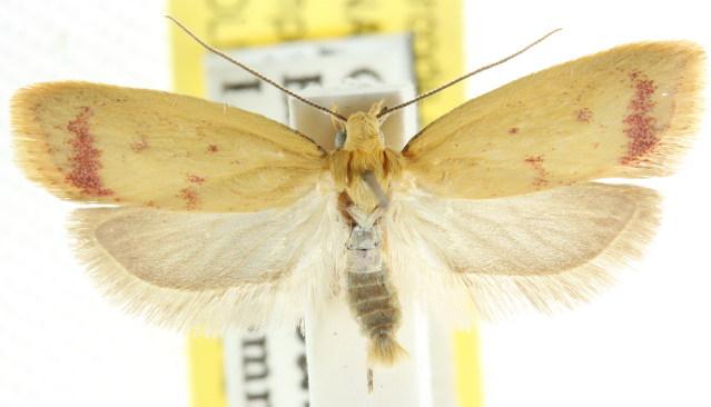 Heteroteucha occidua