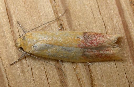 Heteroteucha parvula