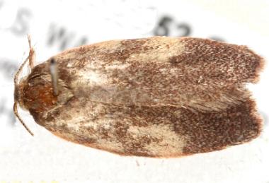 Garrha platyporphyra