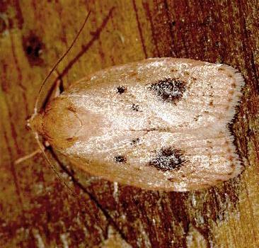 Garrha pudica