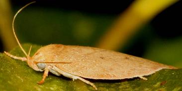 Garrha pudica