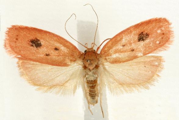 Garrha pudica