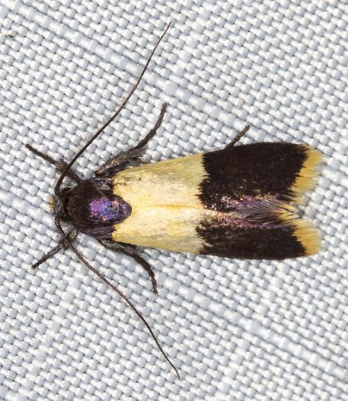 Hemibela pyrochrysa