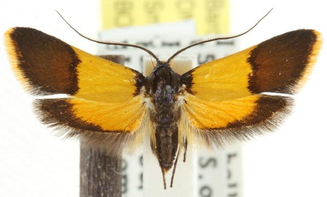 Hemibela pyrochrysa