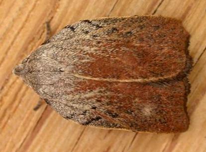 Tortricopsis pyroptis
