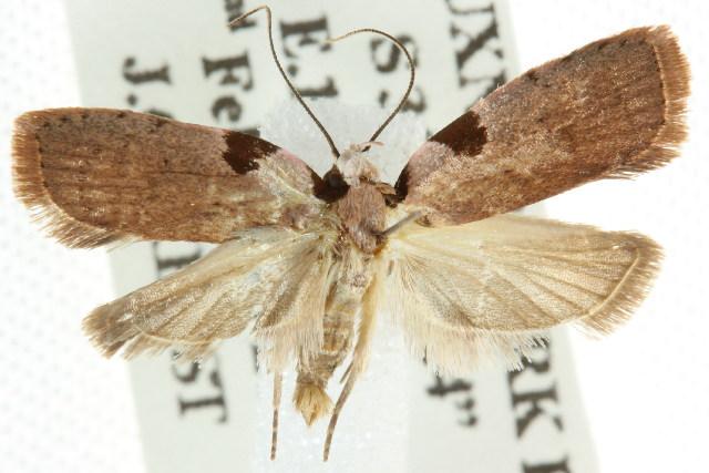 Zonopetala quadripustulella
