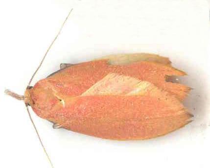 Wingia rectiorella