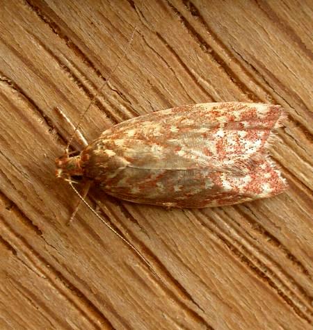 Syringoseca rhodoxantha