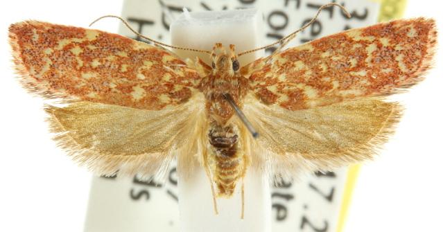 Syringoseca rhodoxantha