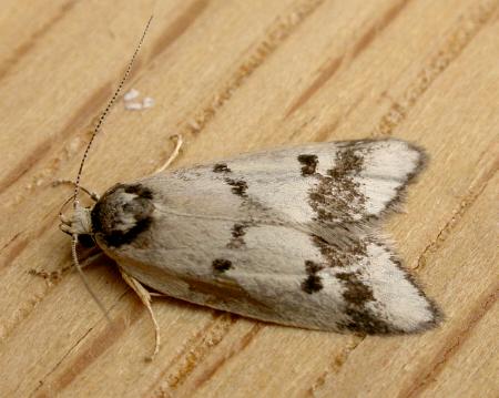 Compsotropha selenias