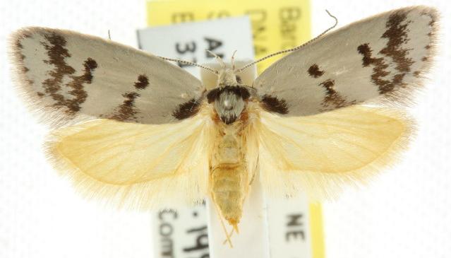 Compsotropha selenias