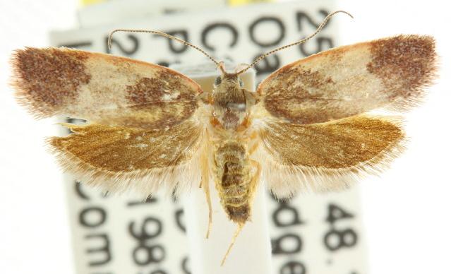 Garrha sincerella