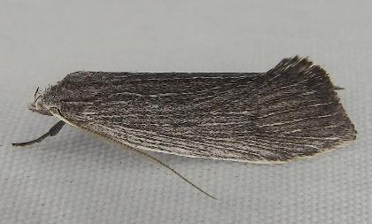 Antipterna stichoptis