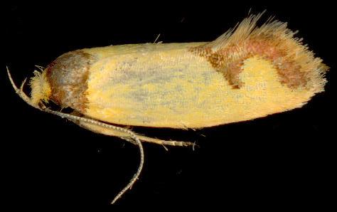 Chrysonoma tentatella