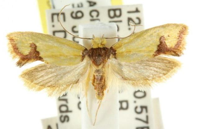 Chrysonoma tentatella