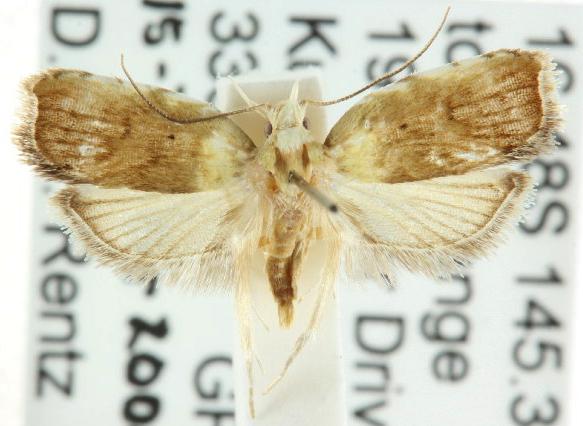 Diaphorodes tephrastis