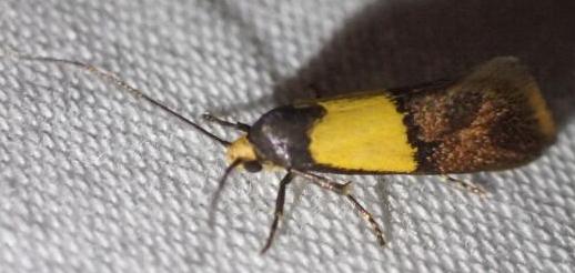 Hemibela thymodes
