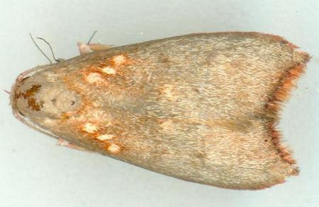Hemibela tyranna