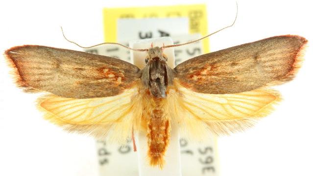 Hemibela tyranna