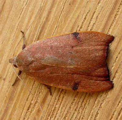 Tortricopsis uncinella