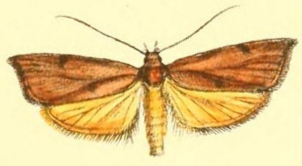 Tortricopsis uncinella